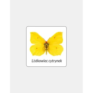 Magnes PVC LISTKOWIEC CYTRYNEK - Praktyczna ozdoba kuchenna