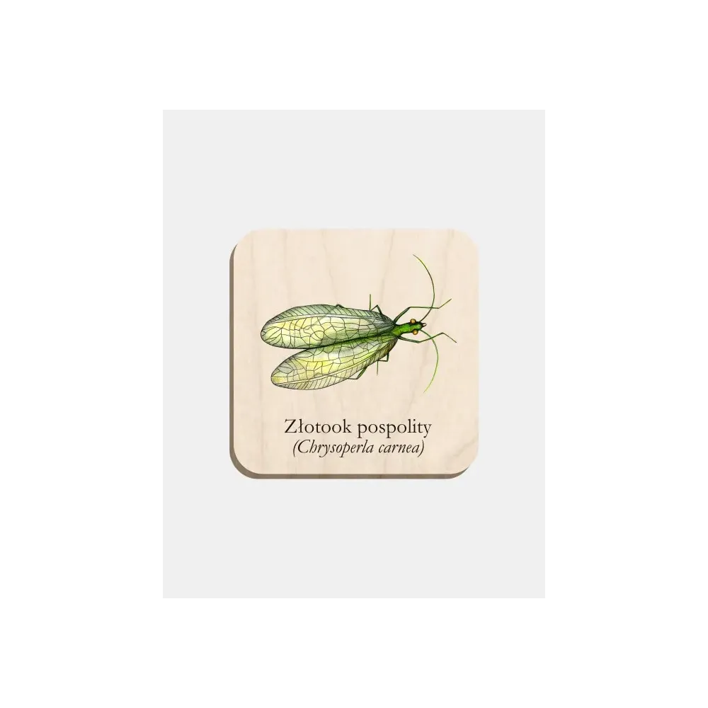 Magnes drewniany ZŁOTOOK - Elegancki dodatek do twojej lodówki