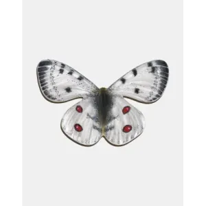 Magnes drewniany NIEPYLAK APOLLO - elegancki i praktyczny dodatek