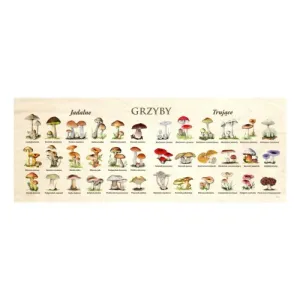 Blat szkolny GRZYBY - Stylowy dodatek do każdej sali lekcyjnej