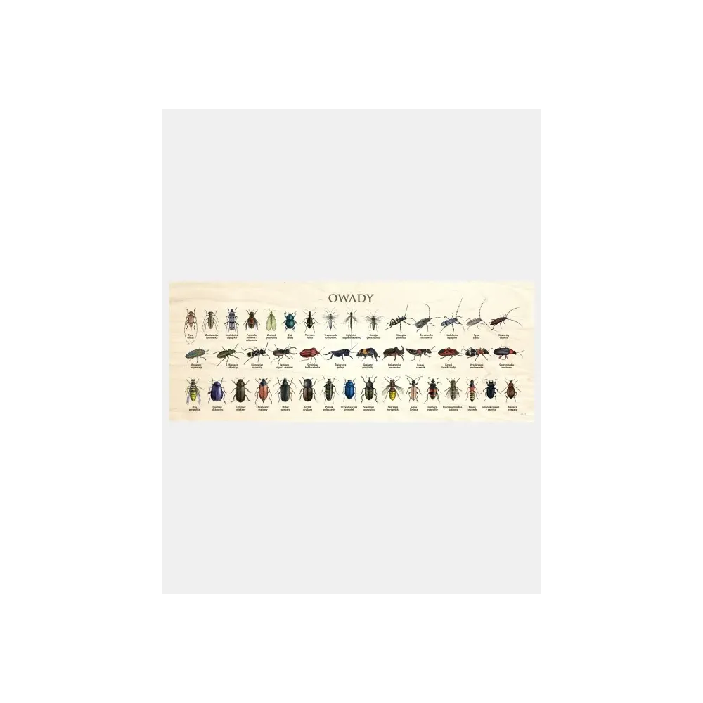 Blat szkolny z motywem owadów - Doskonały dodatek do kreatywnej