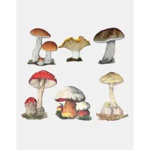 Zgadnij jaki to grzyb? Wyjątkowa zabawa dla całej rodziny!