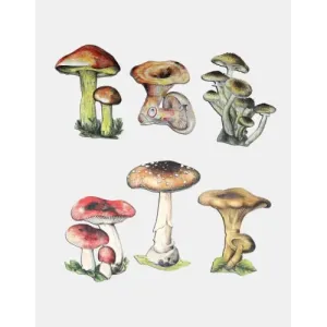 Zgadnij jaki to grzyb? Wyjątkowa zabawa dla całej rodziny!