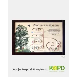 Łamigłówka przyrodnicza - Warstwowa budowa lasu