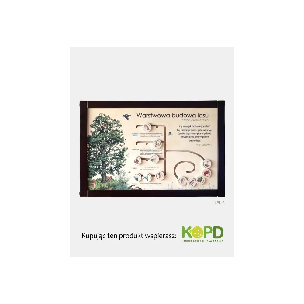 Łamigłówka przyrodnicza - Warstwowa budowa lasu