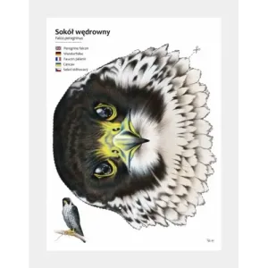 Kreatywne maski ptaków - zestaw DIY