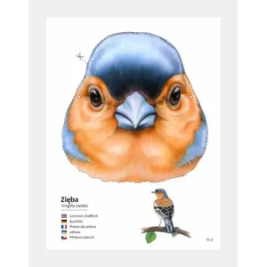 Kreatywne maski ptaków - zestaw DIY