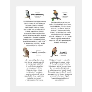 Kreatywne maski ptaków - zestaw DIY