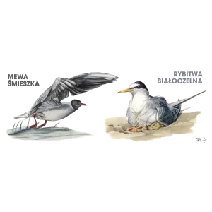 Butla stalowa termos 500 ml - PTAKI MORSKIE | Trwała i desi