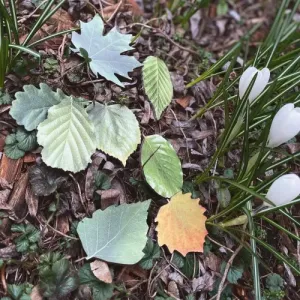 Interaktywna układanka ZGADNIJ JAKIE TO DRZEWO?