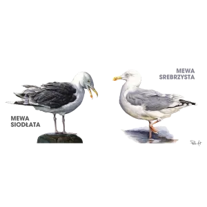 Butla stalowa termos 350 ml z oryginalnym wzorem ptaków mor