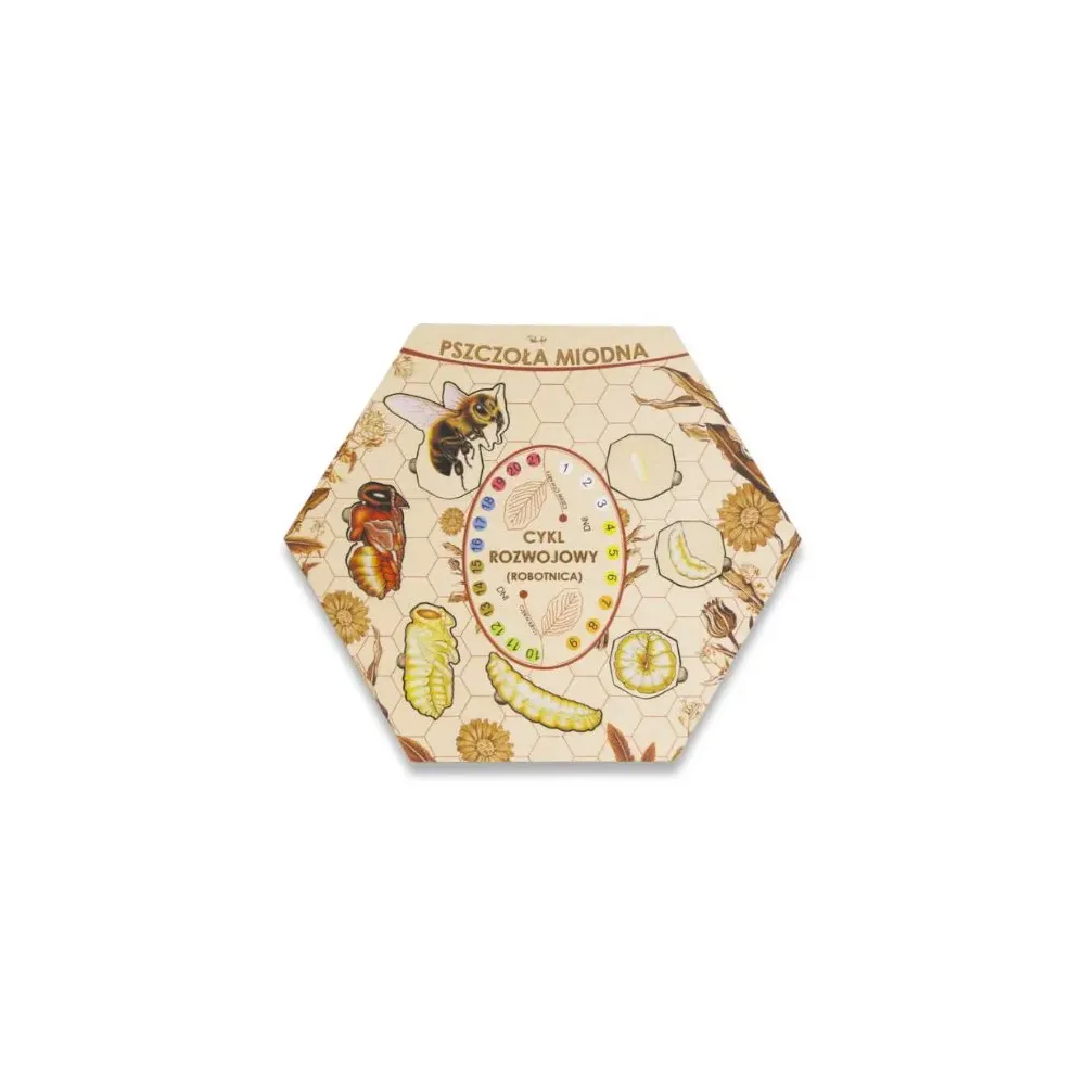 Cykl rozwojowy pszczół miodnych - odkryj fascynujący świat ps
