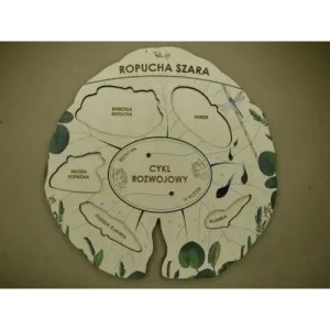 Cykl Rozwojowy Ropuchy Szarej - Doskonała Zabawka Dla Dzieci