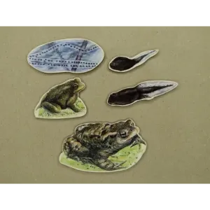 Cykl Rozwojowy Ropuchy Szarej - Doskonała Zabawka Dla Dzieci