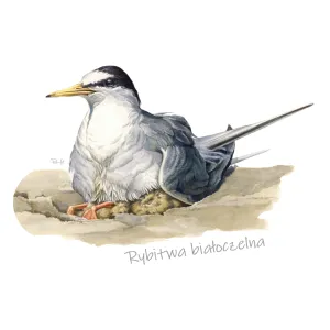 Poszewka bawełniana eco 38x38cm z wkładem - PTAKI MORSKIE 