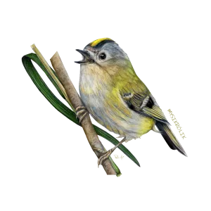 Koszulka Bawełniana Damska Czarna - PTAKI ŚPIEWAJĄCE | Sklep O