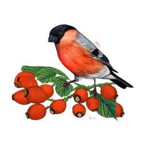 Koszulka Damska Czarna Premium - PTAKI ŚPIEWAJĄCE | Modna i wyj