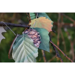 Zestaw Porównawczy LIŚCI I SZYSZEK rozwieje wątpliwości.
