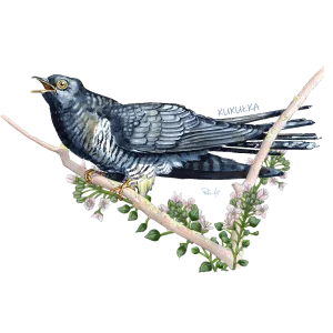 Koszulka Bawełniana Męska Czarna - PTAKI ŚPIEWAJĄCE | Sklep O