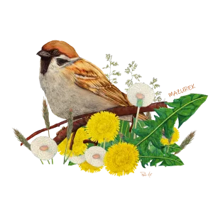 Koszulka Męska Czarna Premium - PTAKI ŚPIEWAJĄCE | Sklep odzie