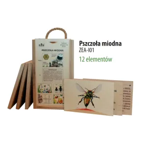 Zestaw edukacyjny ABC - PSZCZOŁA MIODNA