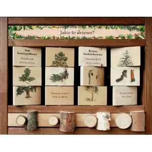 Zestaw Interaktywny WEWNĘTRZNY - JAKIE TO DRZEWO? (z przekrojami)