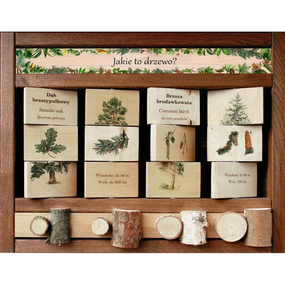 Zestaw Interaktywny WEWNĘTRZNY - JAKIE TO DRZEWO? (z przekrojami)