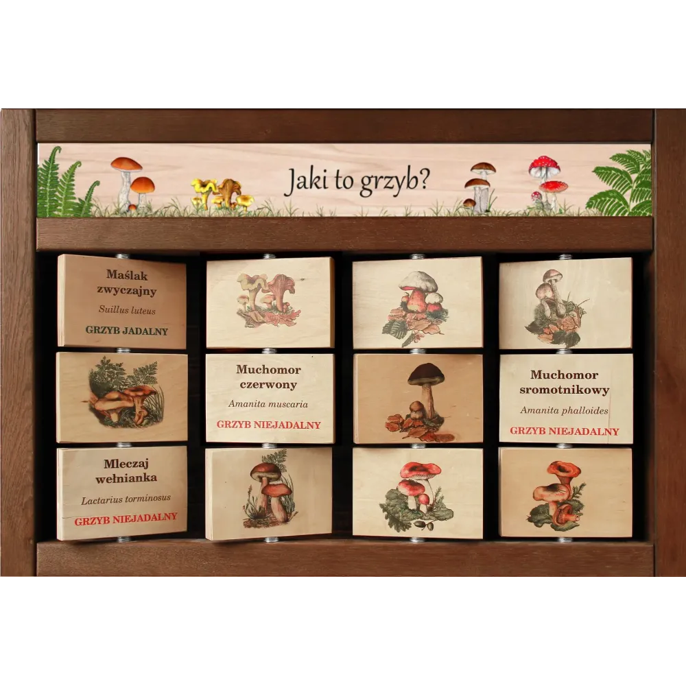 Zestaw Interaktywny WEWNĘTRZNY -  JAKI TO GRZYB?