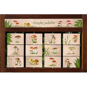 Zestaw interaktywny WEWNĘTRZNY - GRZYBY JADALNE