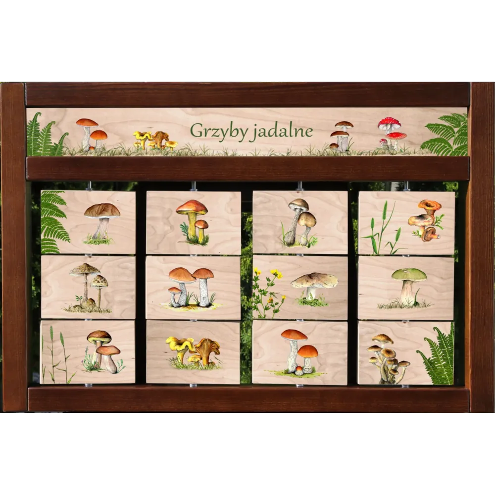 Zestaw interaktywny WEWNĘTRZNY - GRZYBY JADALNE