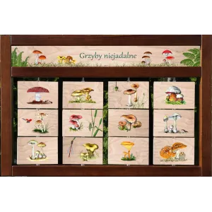 Zestaw interaktywny WEWNĘTRZNY - GRZYBY NIEJADALNE