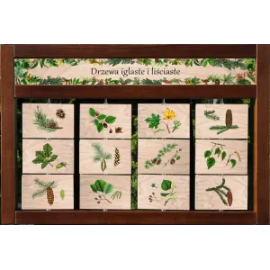 Zestaw interaktywny WEWNĘTRZNY - DRZEWA IGLASTE I LIŚCIASTE