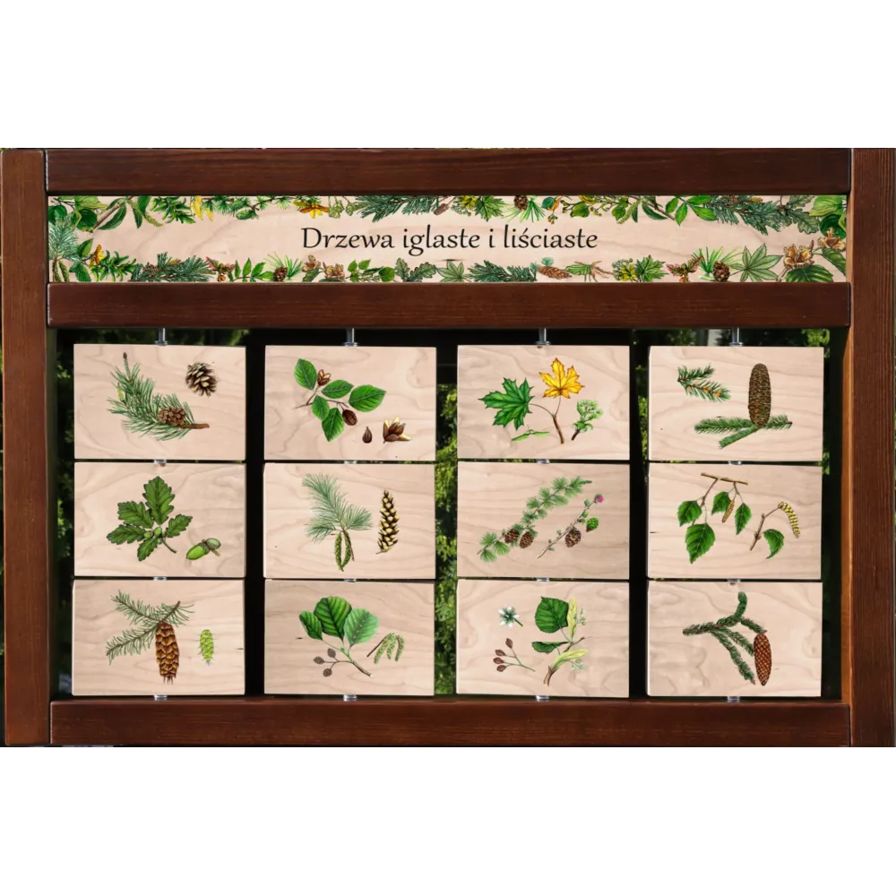 Zestaw interaktywny WEWNĘTRZNY - DRZEWA IGLASTE I LIŚCIASTE