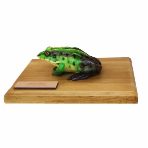 Żaby przestrzenne - ŻABA ŚMIESZKA