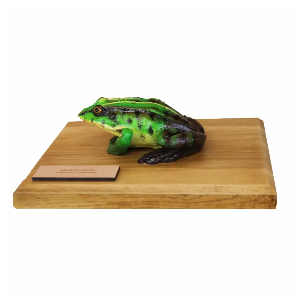 Żaby przestrzenne - ŻABA ŚMIESZKA