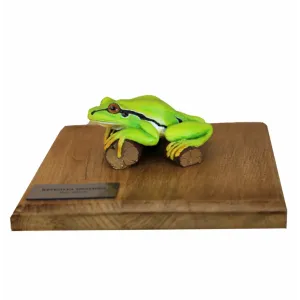 Żaby przestrzenne - RZEKOTKA DRZEWNA