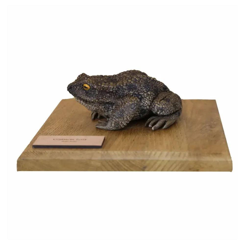 Żaby przestrzenne - ROPUCHA SZARA