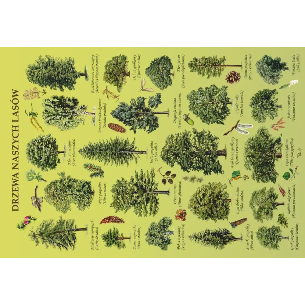 Mega puzzle DRZEWA