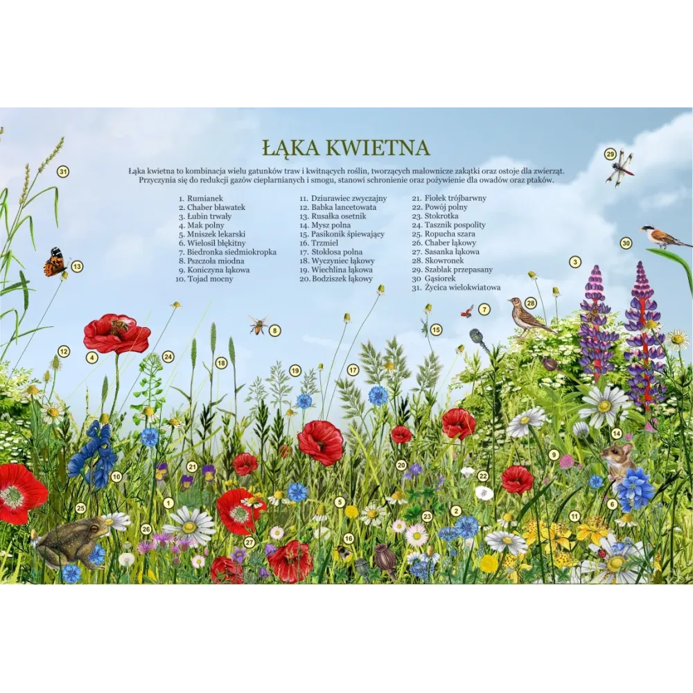 Mega puzzle ŁĄKA KWIETNA