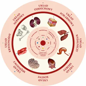 Dopasuj na kole UKŁAD NARZĄDÓW CZŁOWIEKA