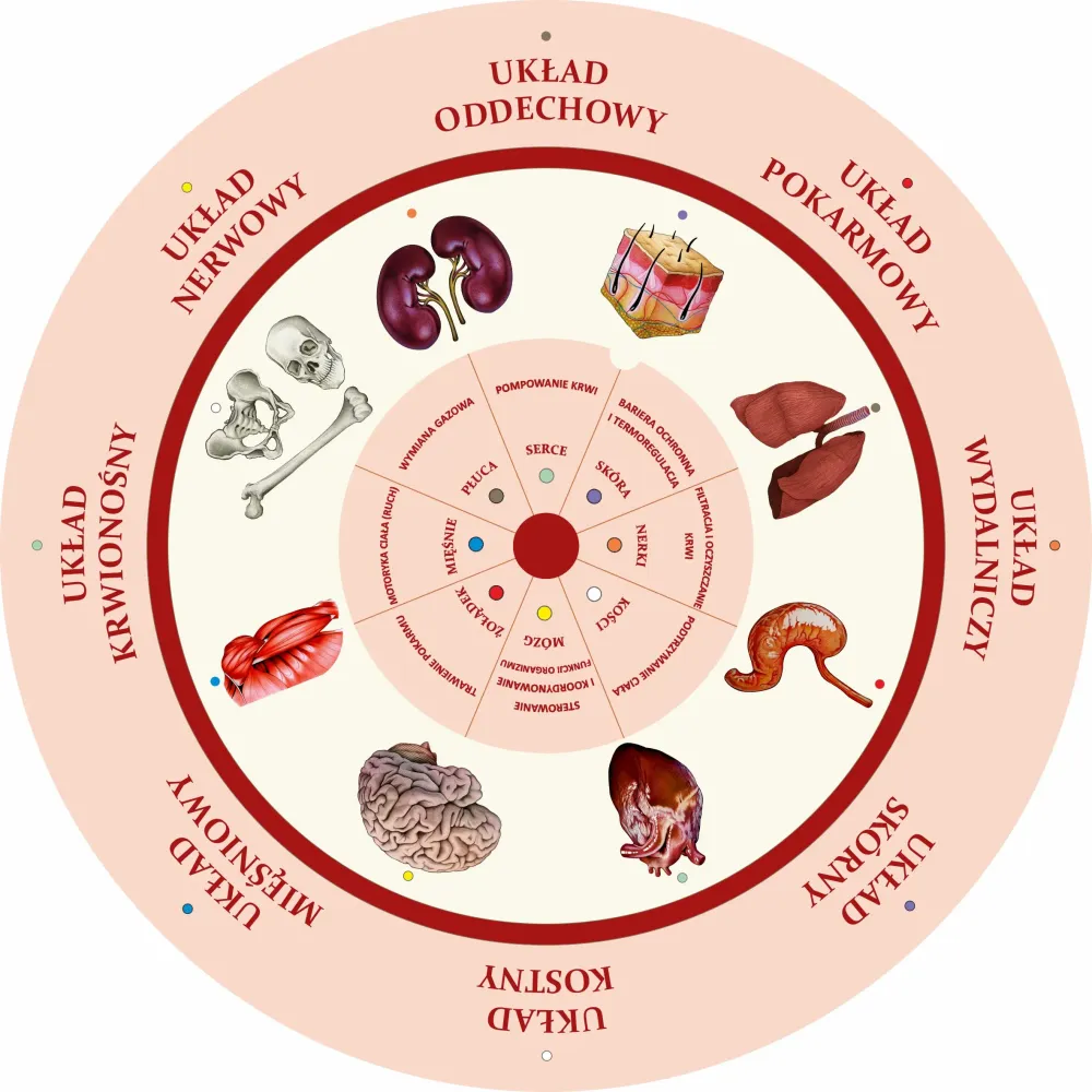 Dopasuj na kole UKŁAD NARZĄDÓW CZŁOWIEKA
