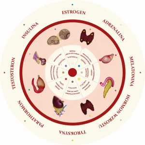 Dopasuj na kole HORMONY I ICH FUNKCJE