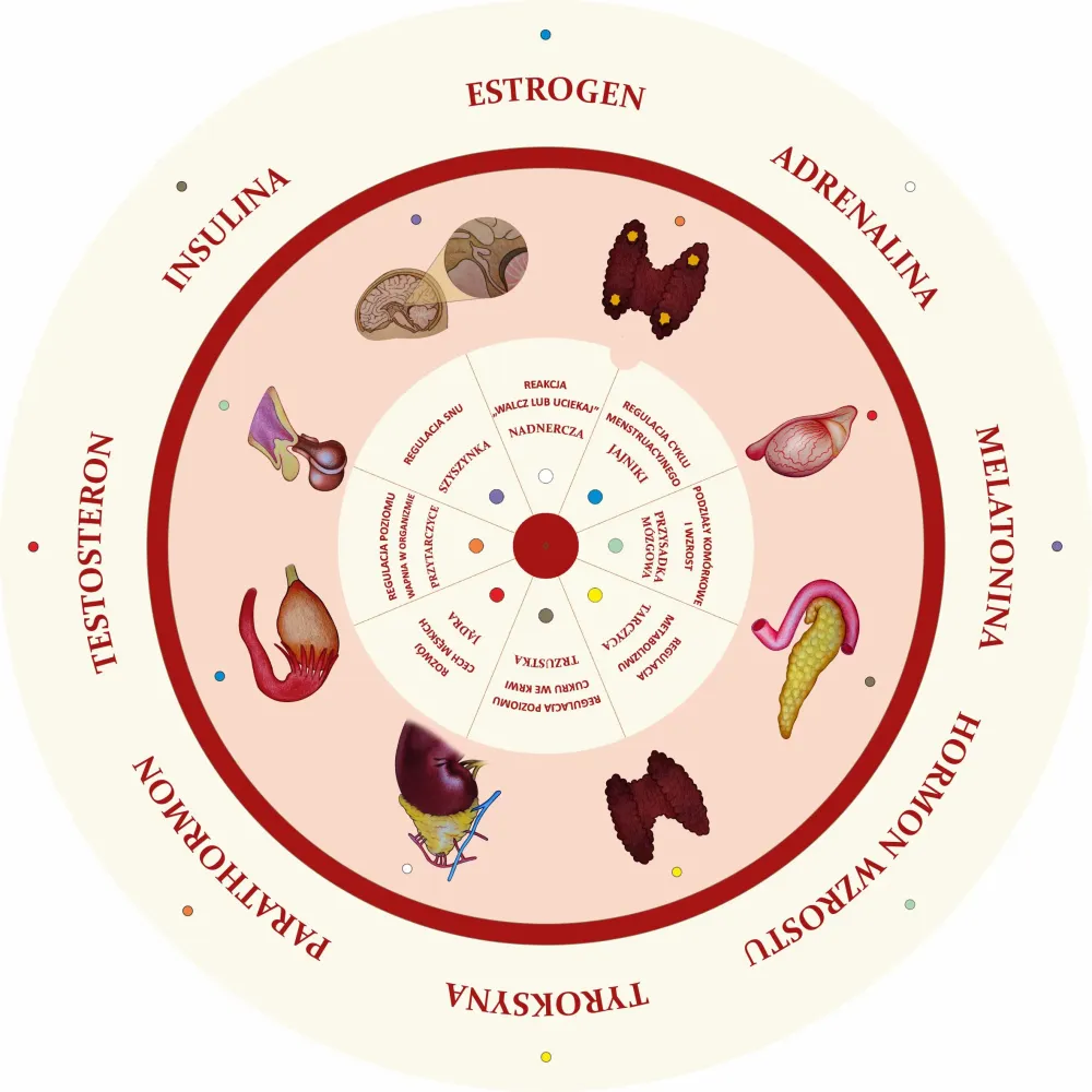 Dopasuj na kole HORMONY I ICH FUNKCJE