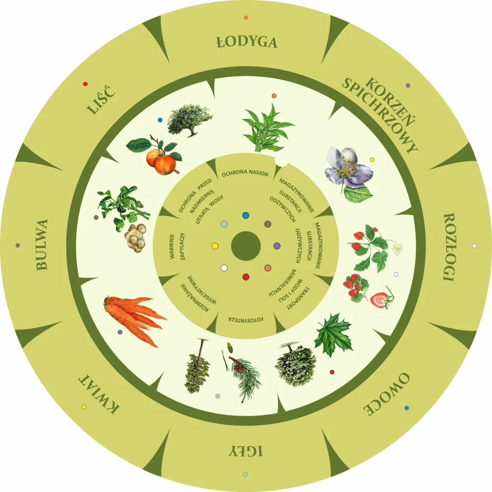 Dopasuj na kole BUDOWA ROŚLIN