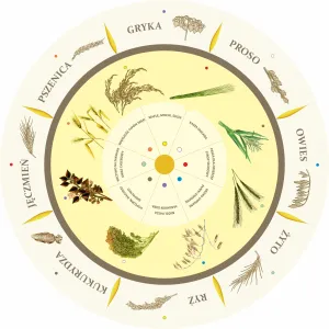 Dopasuj na kole RODZAJE ZBÓŻ