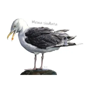 Body dziecięce białe - PTAKI MORSKIE | Sklep dla dzieci