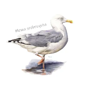 Stopki damskie czarne z motywem ptaków morskich