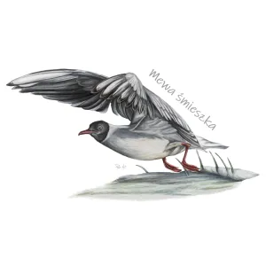 Stopki męskie czarne z motywem ptaków morskich | Sklep odz