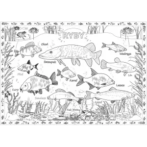 KOLOROWANKA PODŁOGOWA XXL RYBY