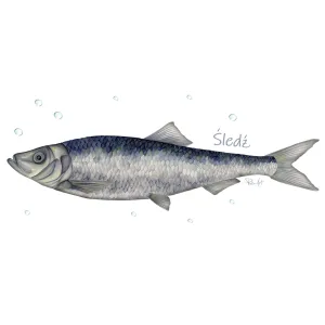 Skarpety męskie białe - RYBY MORSKIE | Sklep odzieżowy XYZ